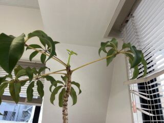 観葉植物からのエール 観葉植物からのエール